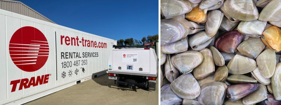Framgång med kylning: Hur Tranes lösningar för kylförvaring håller Adelaides pipis perfekt bevarade