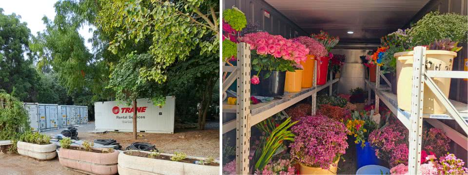 Bloemenfrisheid: Trane's Cold Storage zorgt voor bloemenfestival in Oman