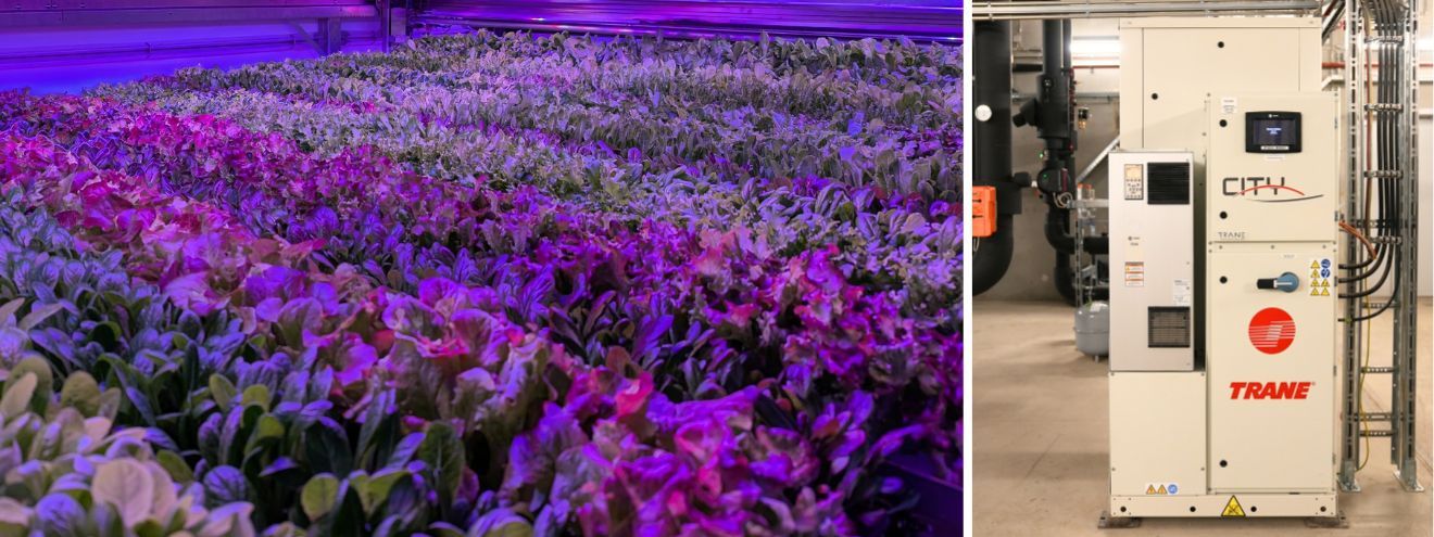 Trane Rental cools vegetable plants in Growy's revolutionary vertical farm
